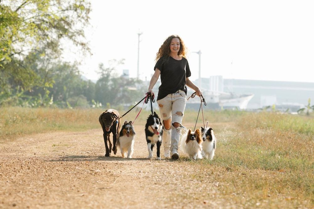 A woman is working as a freelance dog walker