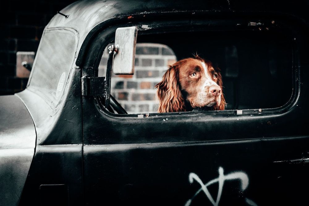 Cocker spaniel is in the car