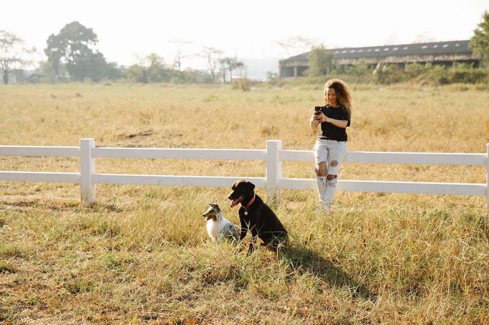 Pet photographer is taking picture of dogs