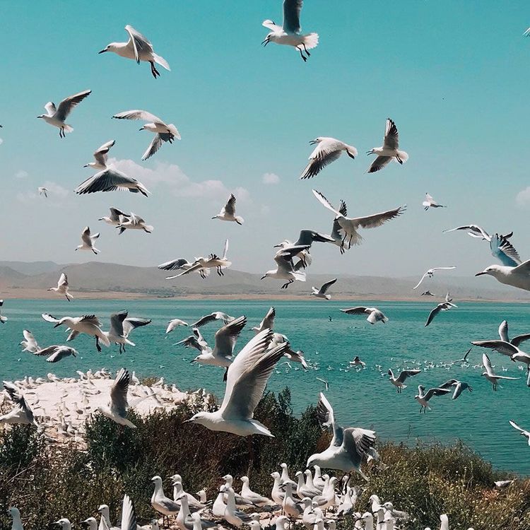 Seagulls fly at the beach